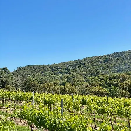 Mas Picholine - D'exception Aux Portes De Saint-tropez *